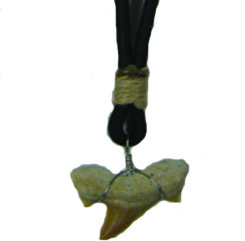 Shark Tooth Necklace #14